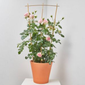 Oferta de ROSAL PERFUMADO TREPADOR... por 26,99€ en Verdecora