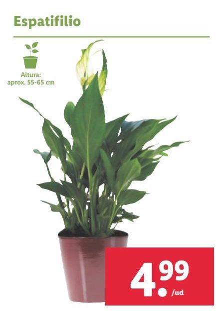 Oferta de Plantas con flor por 4,99€