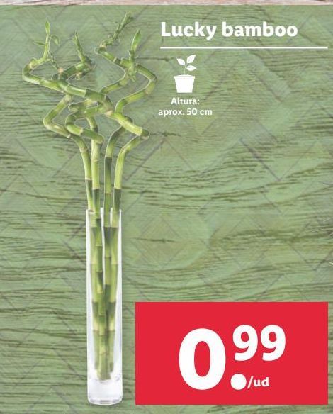 Oferta de Bambú por 0,99€