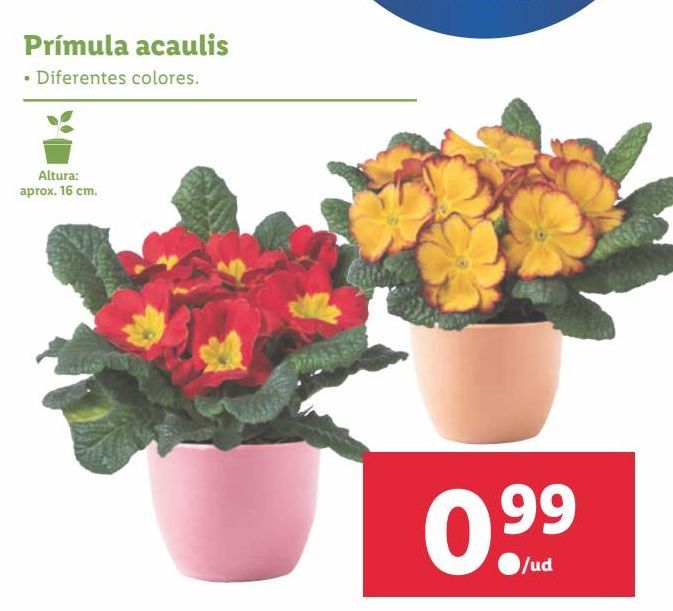 Oferta de Plantas con flor por 0,99€