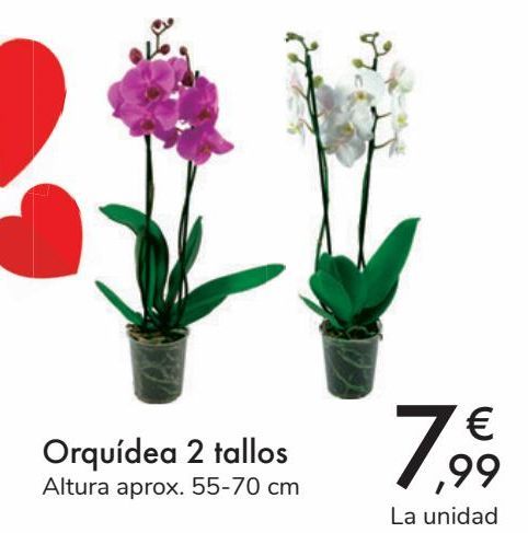Oferta de Orquídea 2 tallos  por 7,99€
