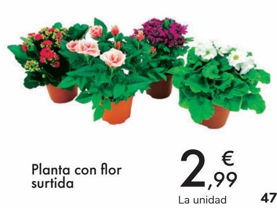 Oferta de Planta con flor surtida  por 2,99€