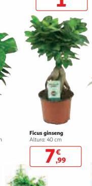 Oferta de Ficus ginseng  por 