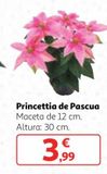 Oferta de Flor de pascua por 3,99€ en Alcampo
