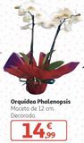 Oferta de Orquídea Phalenopsis por 14,99€ en Alcampo