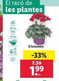 Oferta de Ciclamen por 1,99€ en Lidl