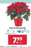 Oferta de Flor de pascua por 7,99€ en Lidl