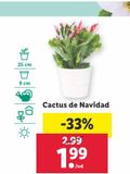 Oferta de Cactus de navidad por 1,99€ en Lidl
