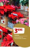 Oferta de Plantas decorativas por 3,95€ en Jardiland