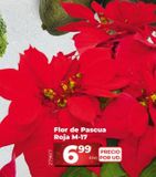 Oferta de Flor de pascua por 6,99€ en Dia Market