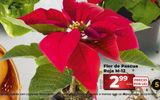 Oferta de Flor de pascua por 2,99€ en Dia Market