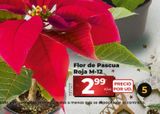 Oferta de Flor de pascua por 2,99€ en La Plaza de DIA