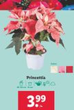 Oferta de Plantas con flor  por 3,99€ en Lidl