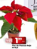 Oferta de Flor de pascua por 1,99€ en Dia Market
