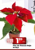 Oferta de Flor de pascua por 1,99€ en Maxi Dia