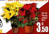 Oferta de Flor de pascua por 3,5€ en Unide Market