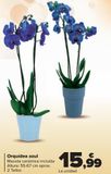 Oferta de Orquídea azul  por 15,99€ en Carrefour