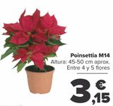 Oferta de Poinsettia M14  por 3,15€ en Carrefour