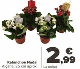 Oferta de Kalanchoe Navidad por 2,99€ en Carrefour