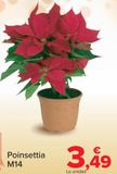 Oferta de Poinsettia M14  por 3,49€ en Carrefour