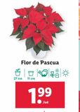 Oferta de Flor de pascua por 1,99€ en Lidl