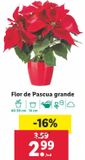 Oferta de Flor de pascua por 2,99€ en Lidl