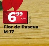 Oferta de Flor de pascua por 6,99€ en Maxi Dia