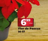 Oferta de Flor de pascua por 6,99€ en La Plaza de DIA