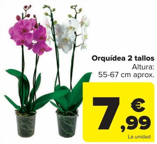 Comprar Flores en Alcázar de San Juan | Ofertas y descuentos