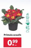 Oferta de Primula acaulis por 0,99€ en Lidl