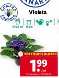 Oferta de Violetas por 1,99€ en Lidl