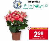 Oferta de Begonias por 2,99€ en Lidl