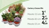 Oferta de Cactus por 1€ en Alcampo