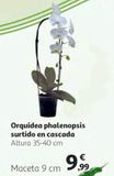 Oferta de Orquídeas por 9,99€ en Alcampo
