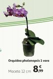Oferta de Orquídea phalenopsis 1 vara por 8,99€ en Alcampo