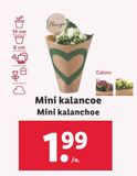 Oferta de Kalanchoe por 1,99€ en Lidl