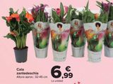Oferta de Cala zantedeschia por 6,99€ en Carrefour