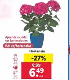 Oferta de Hortensia por 6,49€ en Lidl