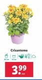 Oferta de Crisantemos por 3,99€ en Lidl