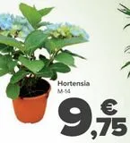 Oferta de Hortensia  por 9,75€ en Carrefour