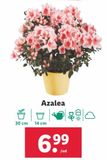Oferta de Azaleas por 6,99€ en Lidl