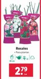 Oferta de Rosales por 2,79€ en Lidl