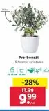 Oferta de Pre-bonsai por 9,99€ en Lidl