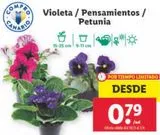 Oferta de Violetas por 0,79€ en Lidl