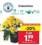 Oferta de Plantas con flor por 1,99€ en Lidl