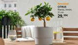 Oferta de Plantas por 29,99€ en IKEA
