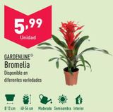 Oferta de Plantas decorativas por 5,99€ en ALDI
