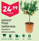 Oferta de Plantas decorativas por 24,99€ en ALDI