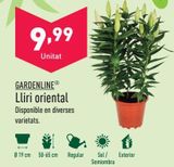 Oferta de Lirios por 9,99€ en ALDI
