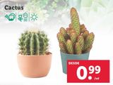 Oferta de Cactus por 0,99€ en Lidl